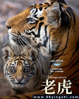 老虎2024
